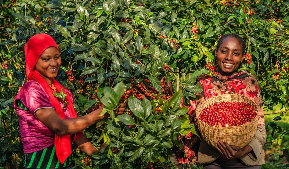 Etiopian Washed Sidamo 250g