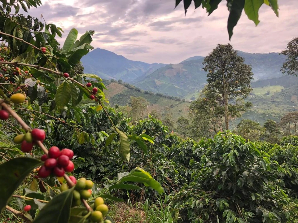 Guatemala SHG Teresita 250g