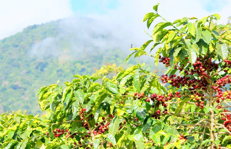 Cuba Serrano Lavado 250g